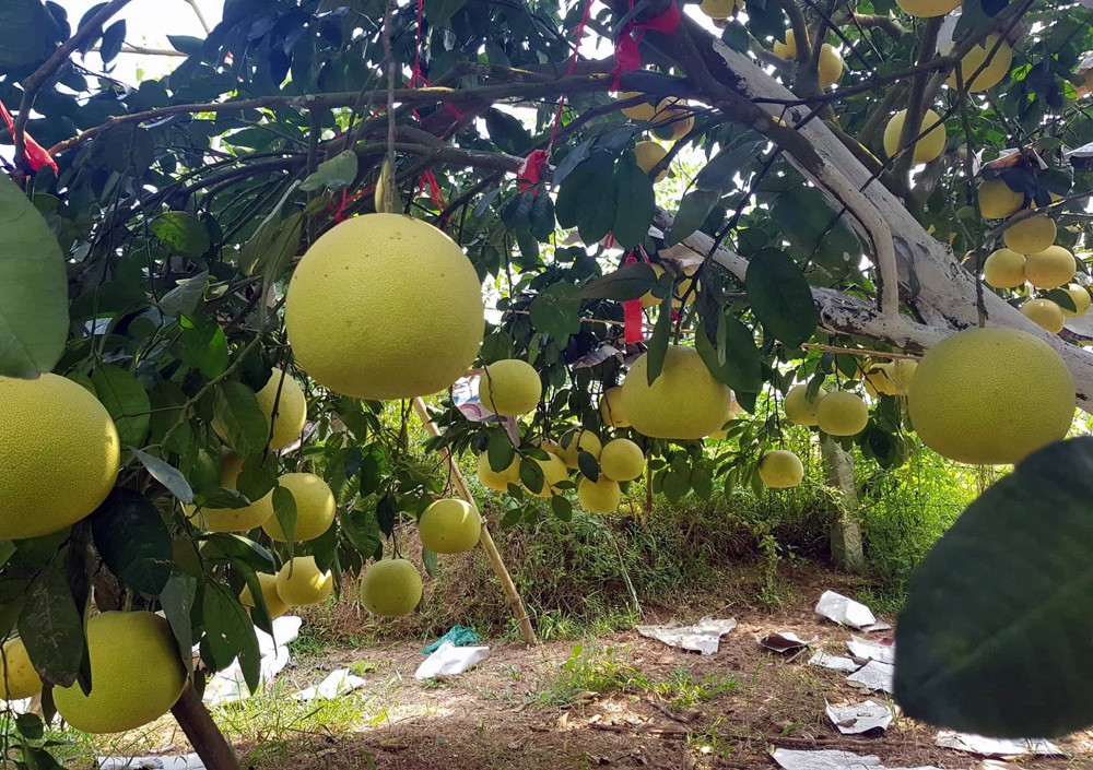 Bưởi Phúc Trạch là đặc sản nổi tiếng của Hương Khê, có vị ngọt thanh và hương thơm đặc trưng