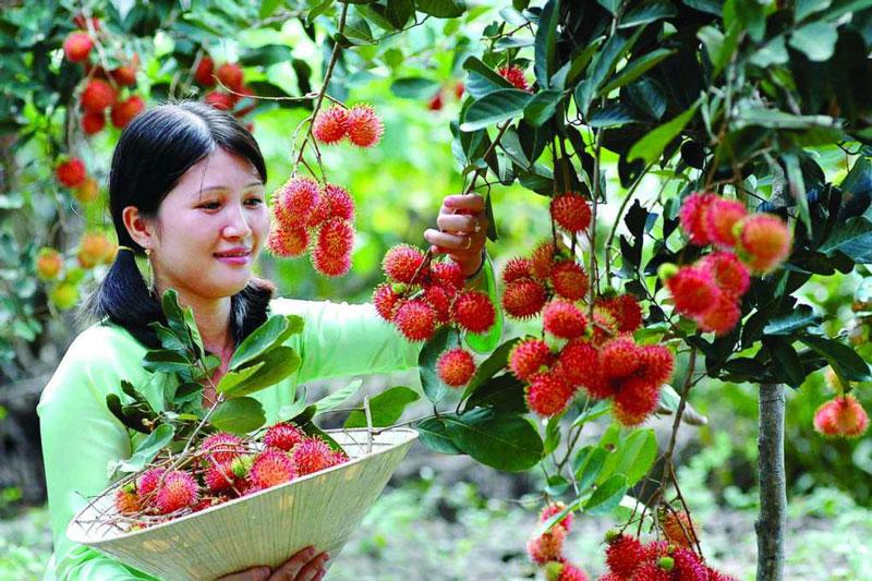Long Khánh được biết đến với các vùng trồng trái cây, trong đó có chôm chôm, sầu riêng và măng cụt