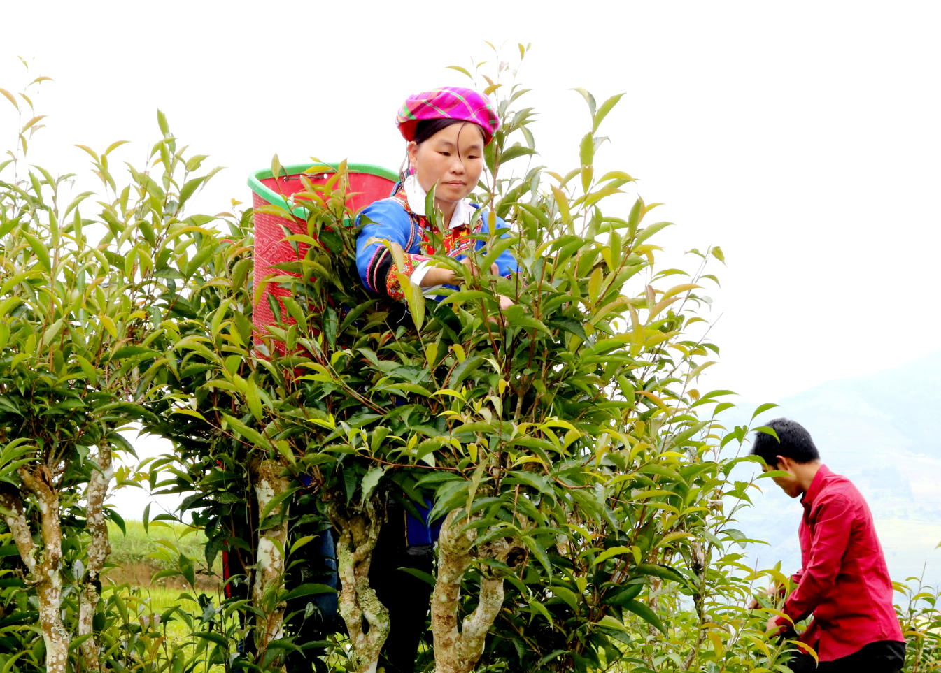 Shan Tuyet Tea