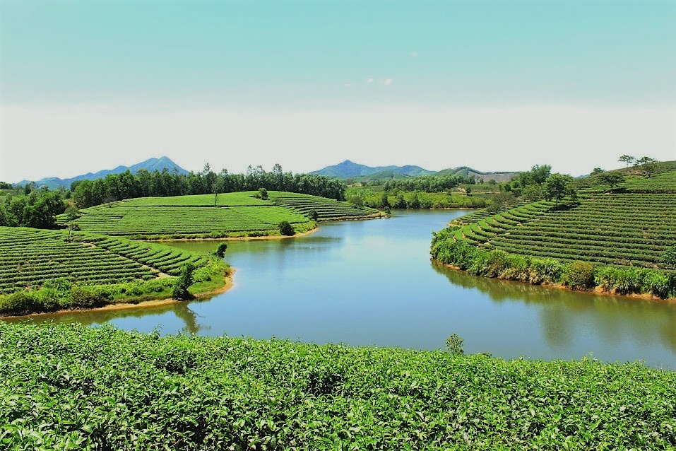 Thanh Chuong Tea Hills