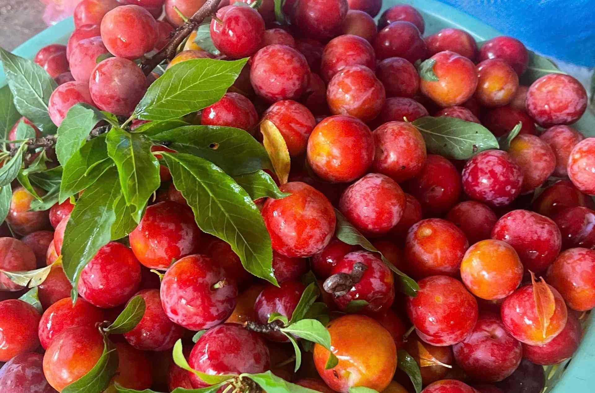 Mận tam hoa không còn là cây trồng chơi mà đã trở thành cây trồng chủ lực, góp phần xóa nghèo cho nhiều gia đình vùng cao Sơn La.