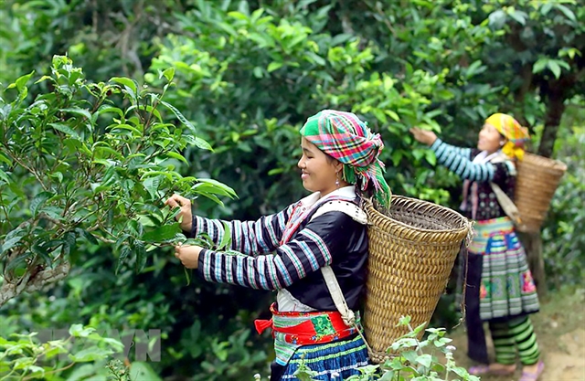 Chè Shan tuyết Yên Bái Việt Nam
