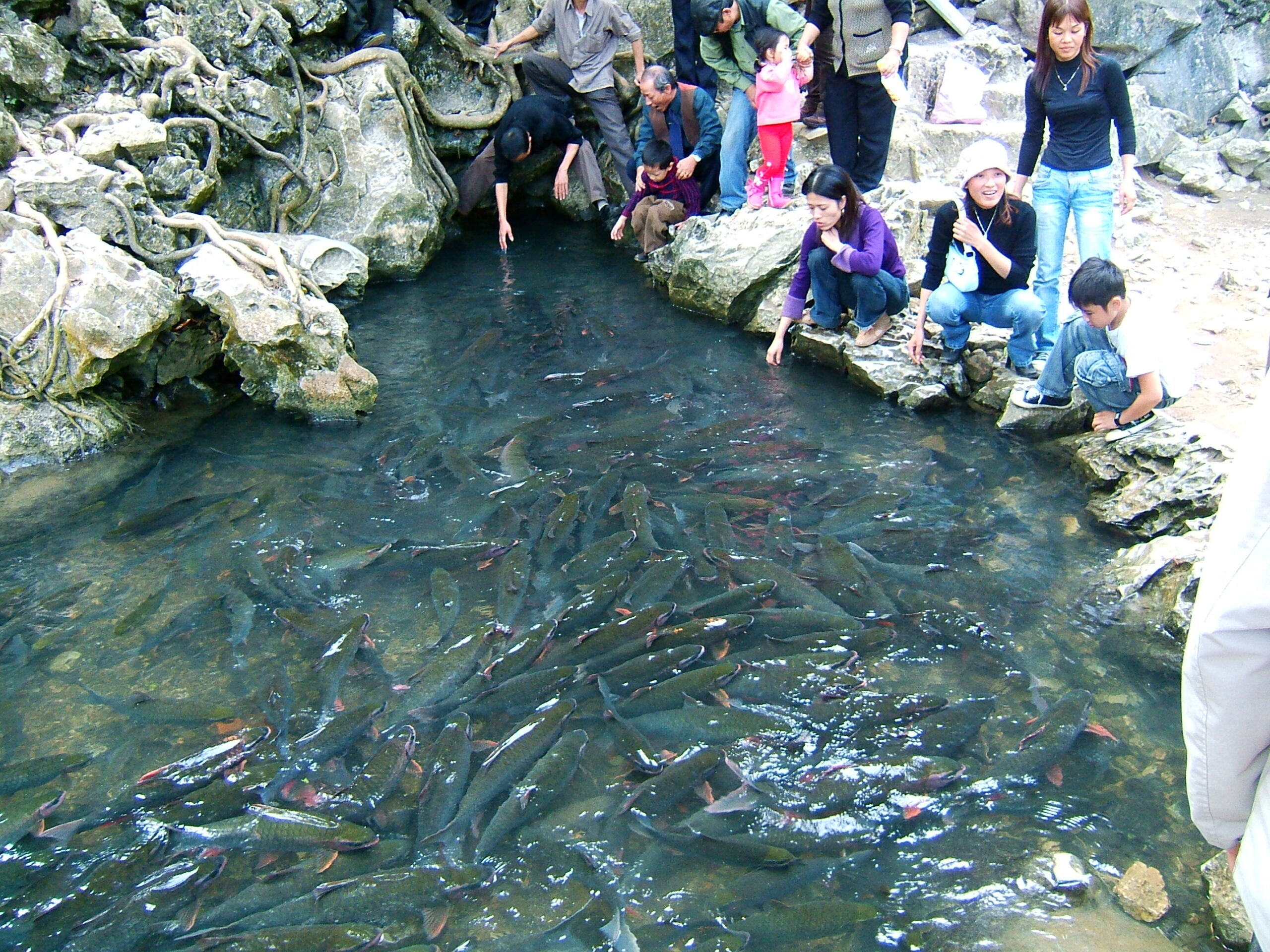 Suối cá Cẩm Lương