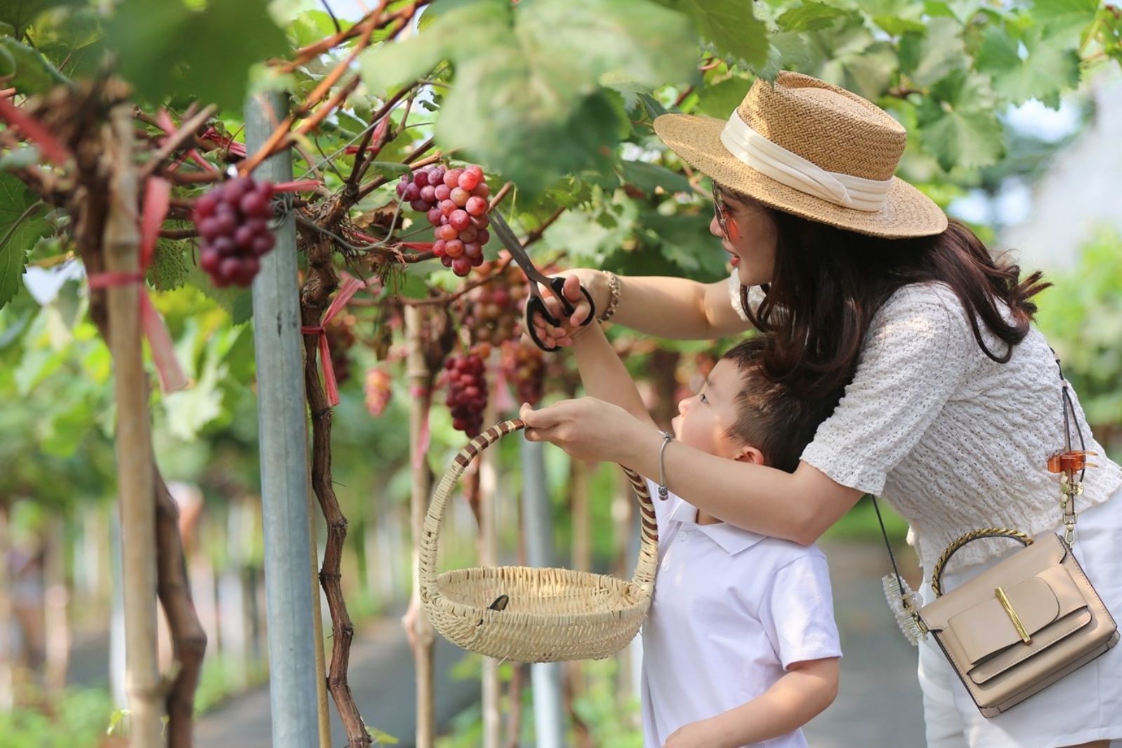 Trải nghiệm hái nho tại Ninh Thuận