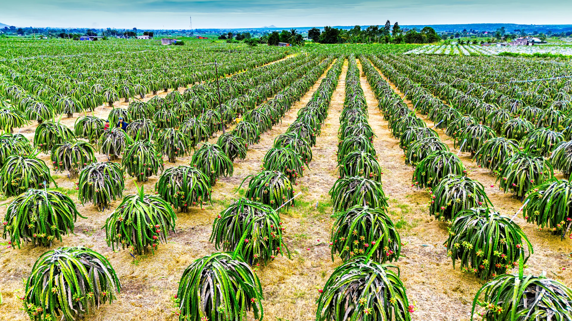 Dragon fruit