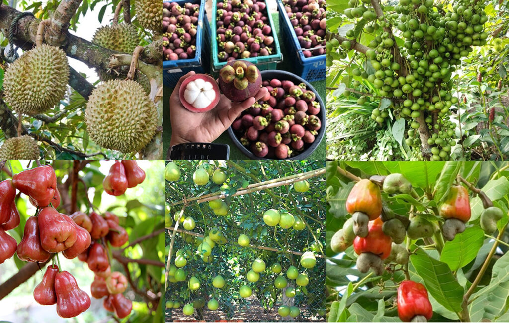 Long Khanh stir-fried bat specialty va orchard fruits