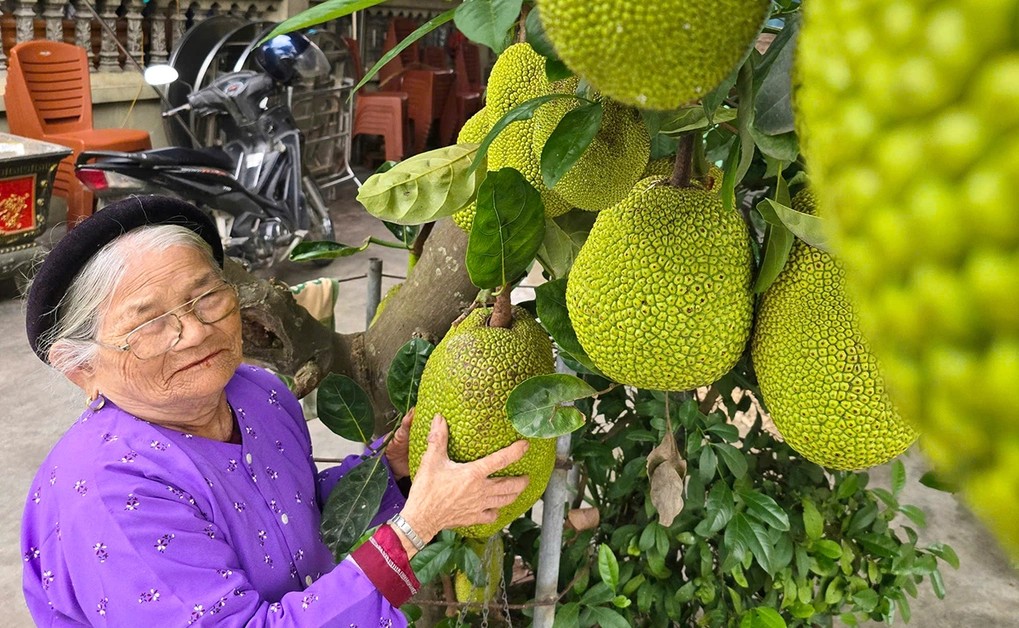 Nhút mít Thanh Chương làm từ quả mít non