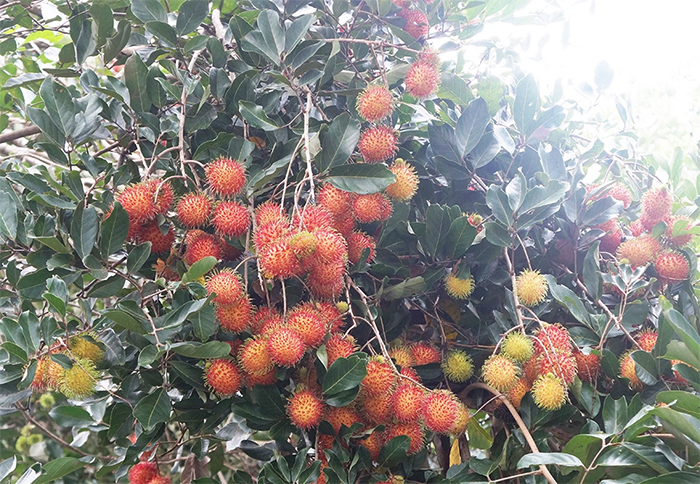 Hành khách trên tàu dễ dàng bắt gặp cảnh vườn chôm chôm trĩu quả